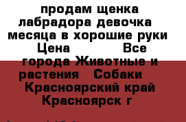 продам щенка лабрадора девочка 2 месяца в хорошие руки › Цена ­ 8 000 - Все города Животные и растения » Собаки   . Красноярский край,Красноярск г.